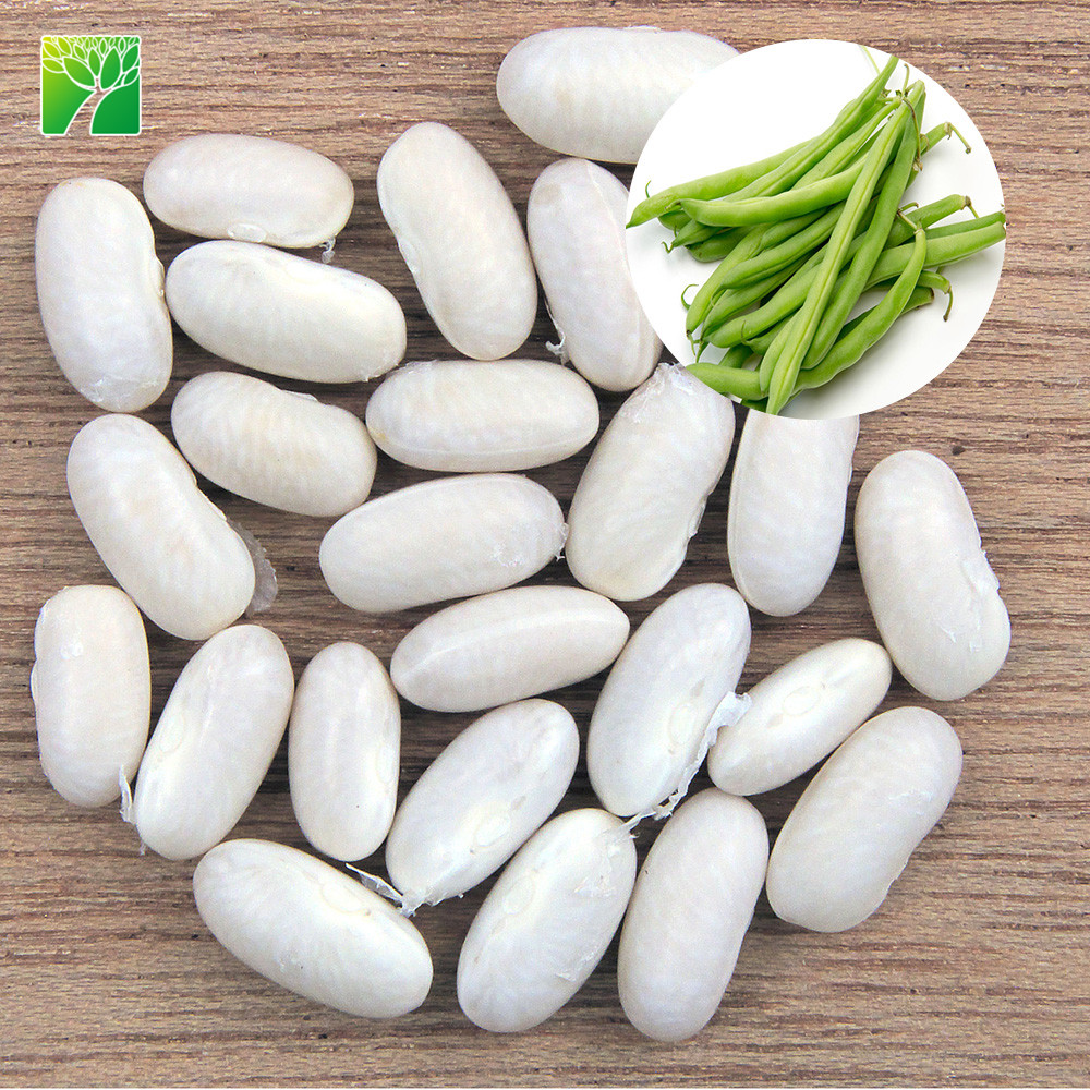 Hot sale 10 inches spread Bean vegetable seed Phaseolus vulgaris