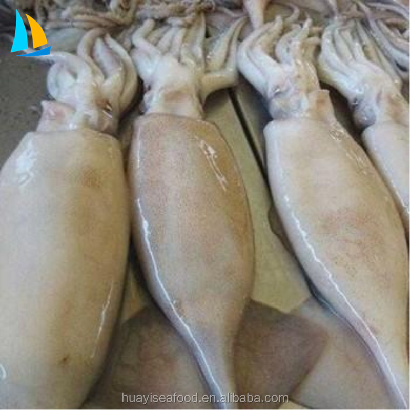 Замороженные морепродукты illex серебристый кальмар по конкурентоспособной цене