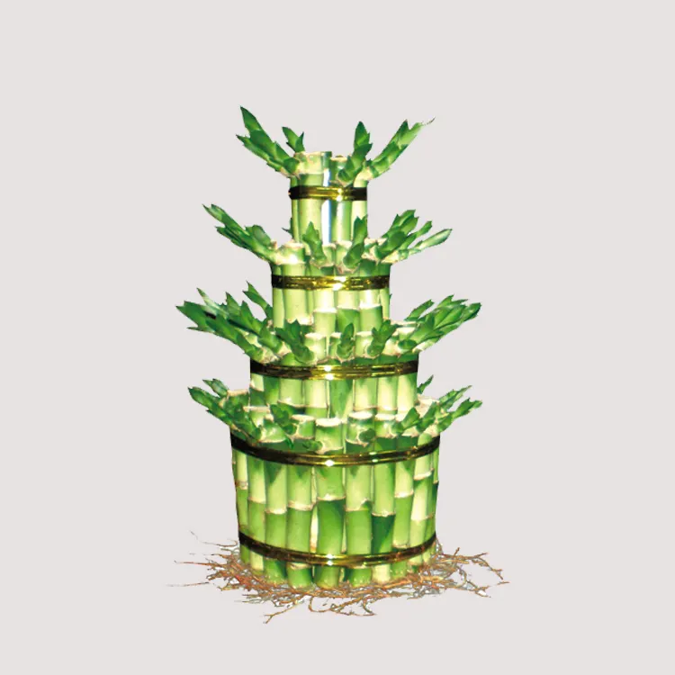 New Good Price Plant Good Luck Plants Lucky Bamboo