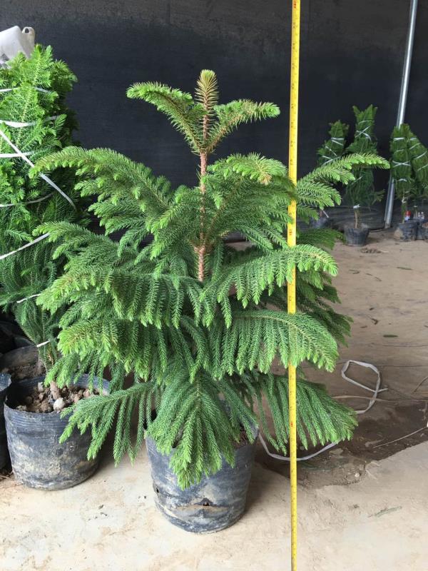 Araucaria cunninghamii Sweet