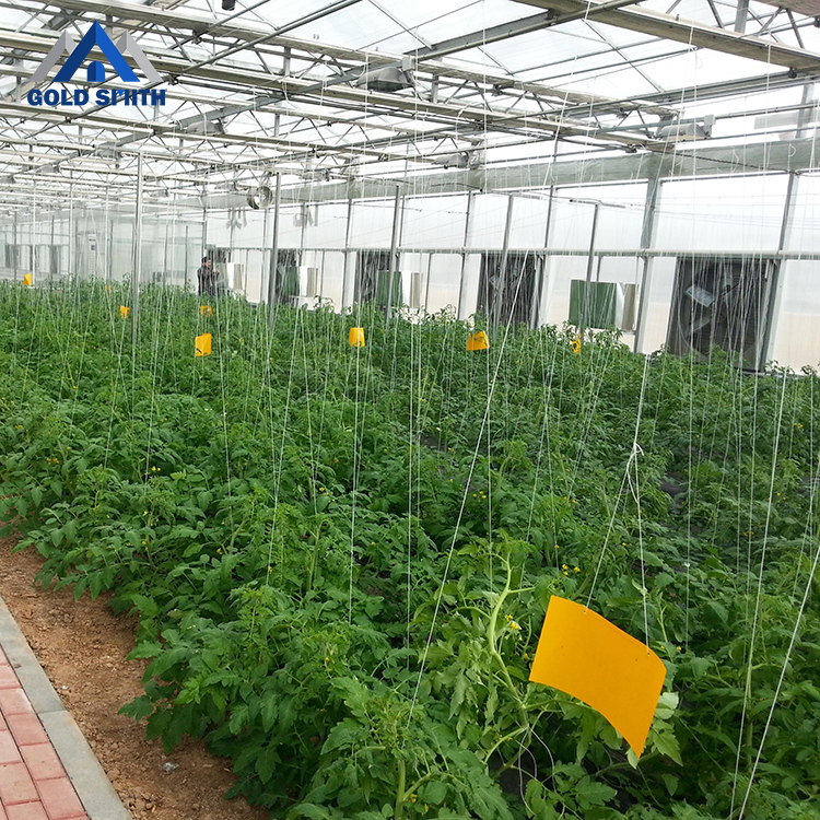 Large Size Venlo Light Deprivation Polycarbonate Greenhouse with Cheap Price