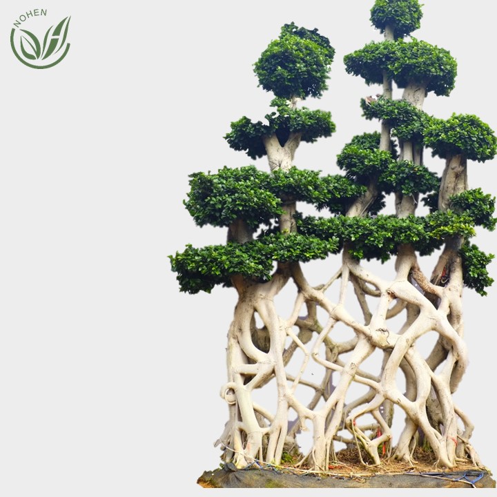 Wholesale live natural big or large ficus microcarpa tree bonsai plant outdoor indoor landscape oramental decoration nursery or