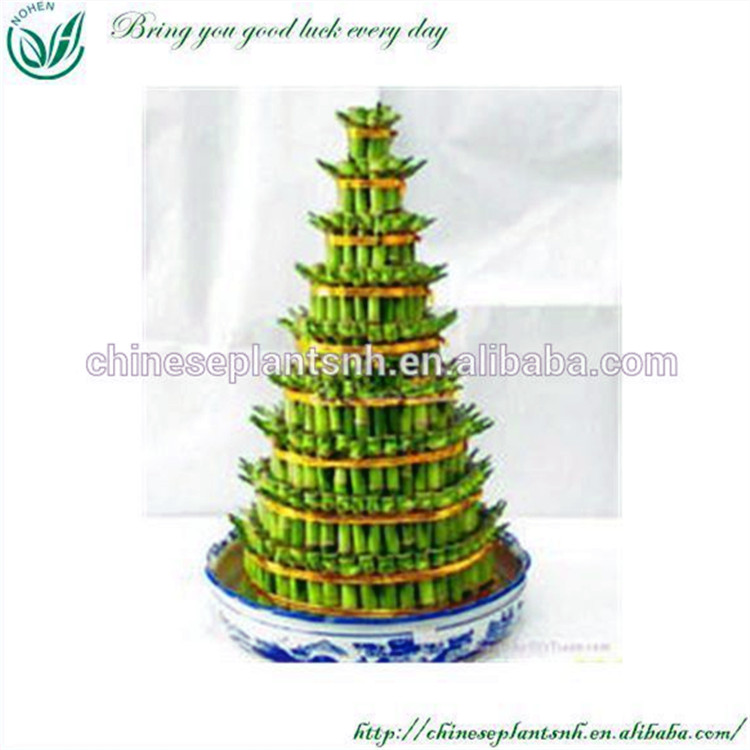 Natural Plants Dracaena Sanderiana Lucky Bamboo
