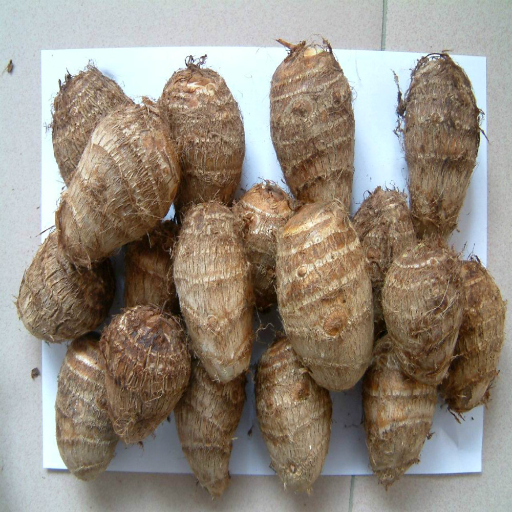 Fresh taro, лидер продаж в Китае