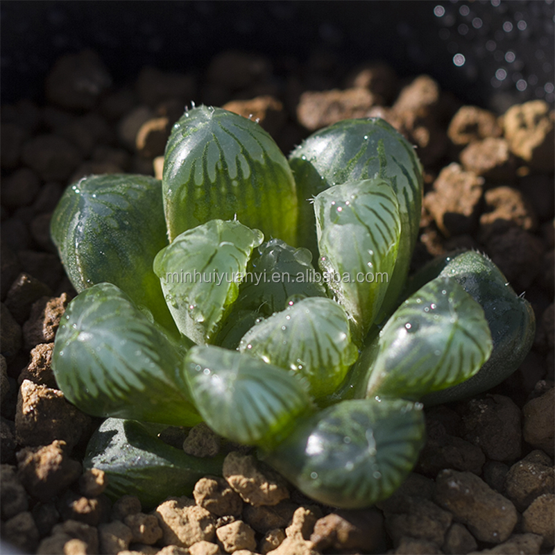 Тканевая культура суккулент завод Haworthia cooperi var.venusta Крытый завод