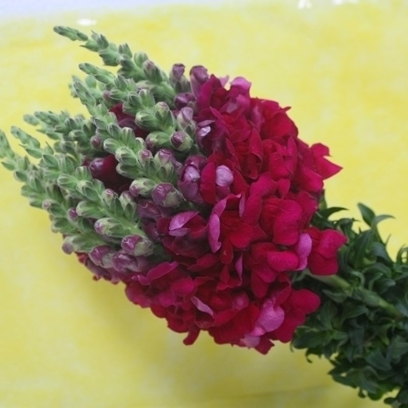 Свежий цветок snapdragon класса А с разноцветными от Куньмин