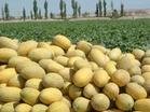 Свежий Cantaloup, Хами дыни