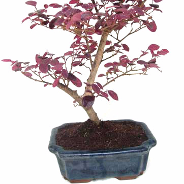 15 см 20 см 30 см живой бонсай Podocarpus Acer Ginkgo Ilex metasequola pseudolarix amabilis rhododendron simsii
