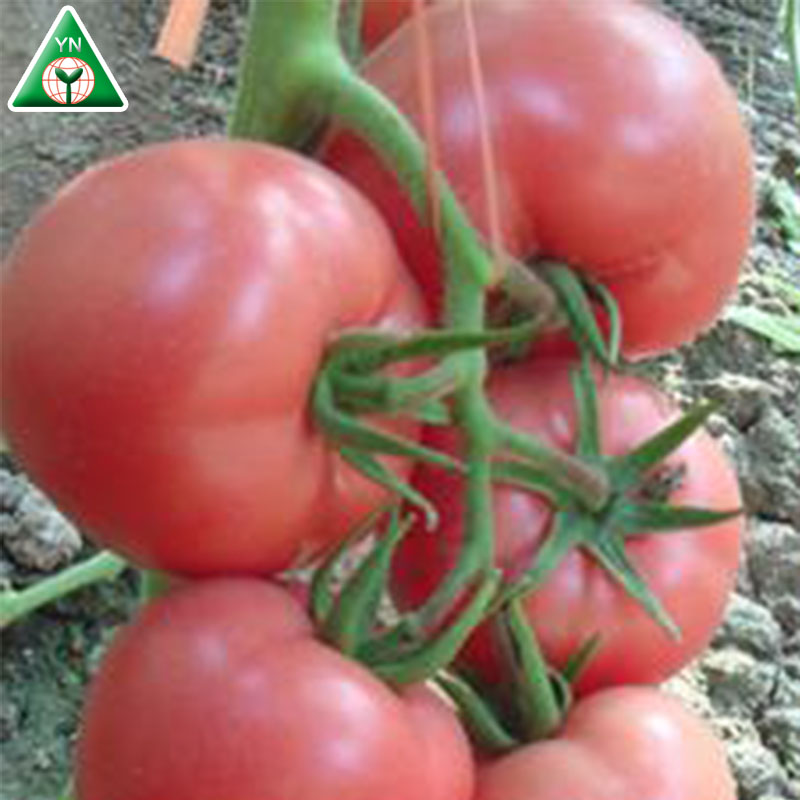 Боб (98-99) F1 Hybrid Red Beauty Indeterminate Round Tomato Seed