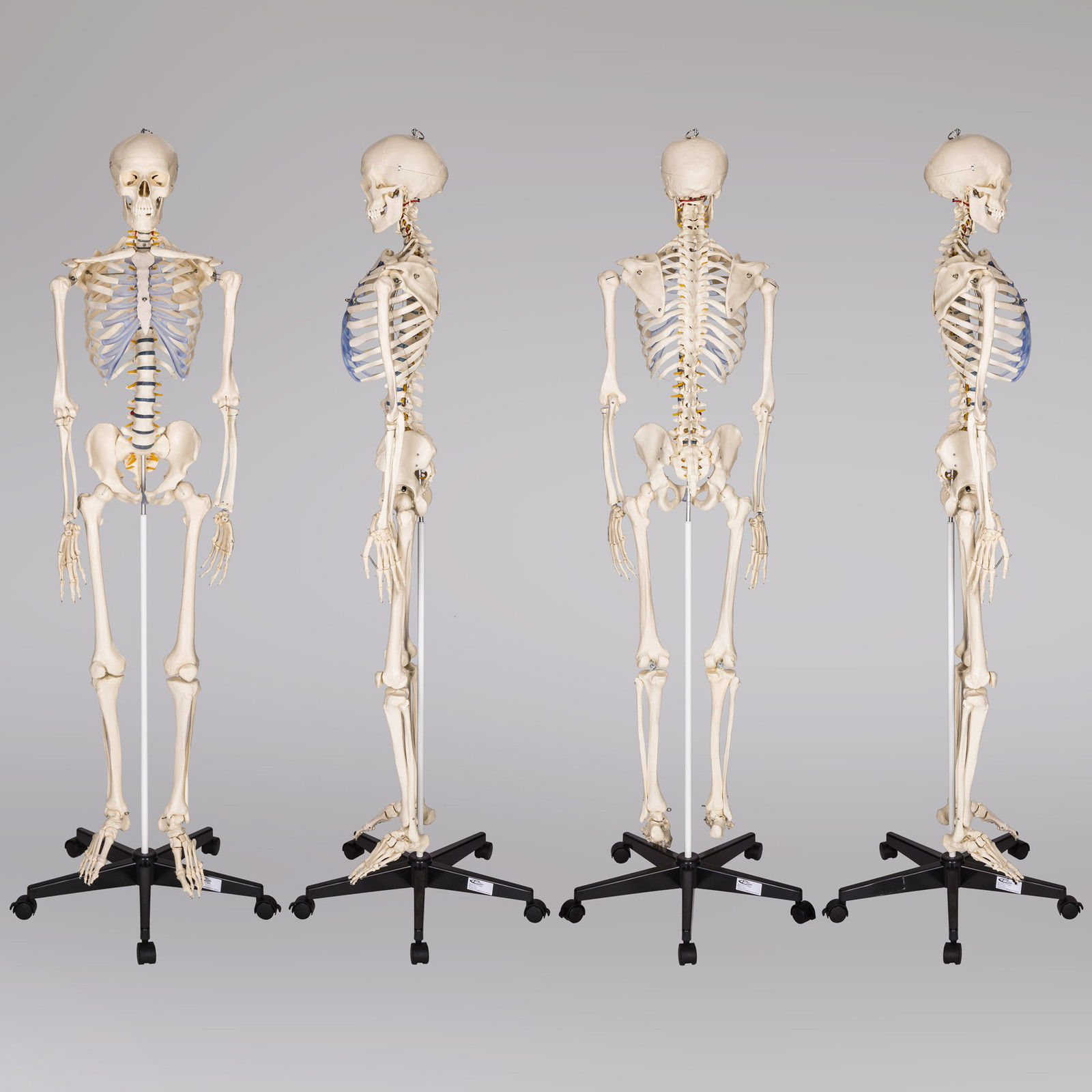 Высокое качество 180 см skelton модель медицинская модель