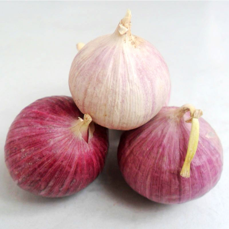 Garlic Ail Crop In 2021 Garlic Supplier Wholesal Garlic Price