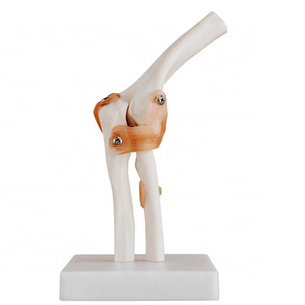 Life-size with ligment PVC Elbow Joint Model