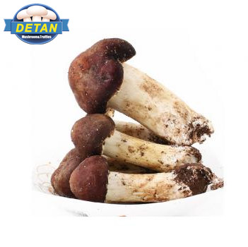 Экспорт грибов Detan Stropharia rugosonulats