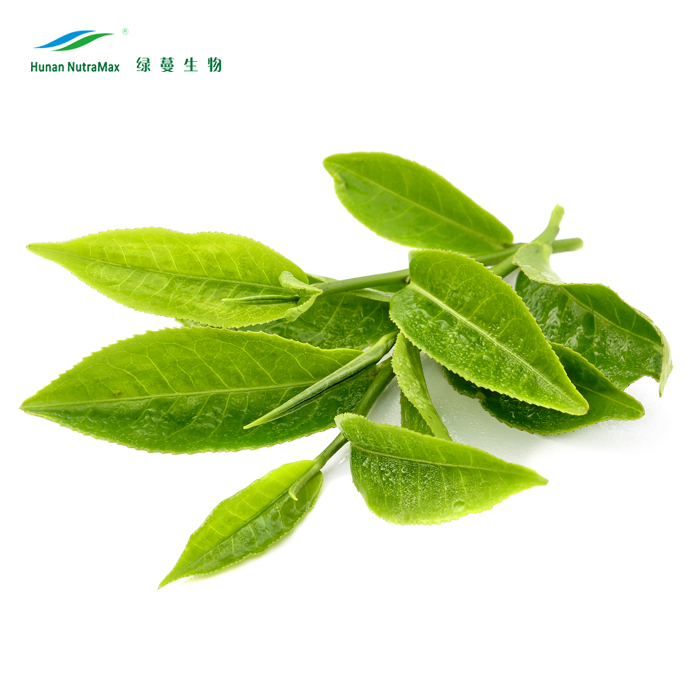 Порошок зеленого чая камелии Sinensis экстракт 90% EGCG