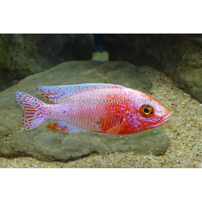 Горячая Распродажа Aulonocara Spp. Var. Цихлид в Тайване