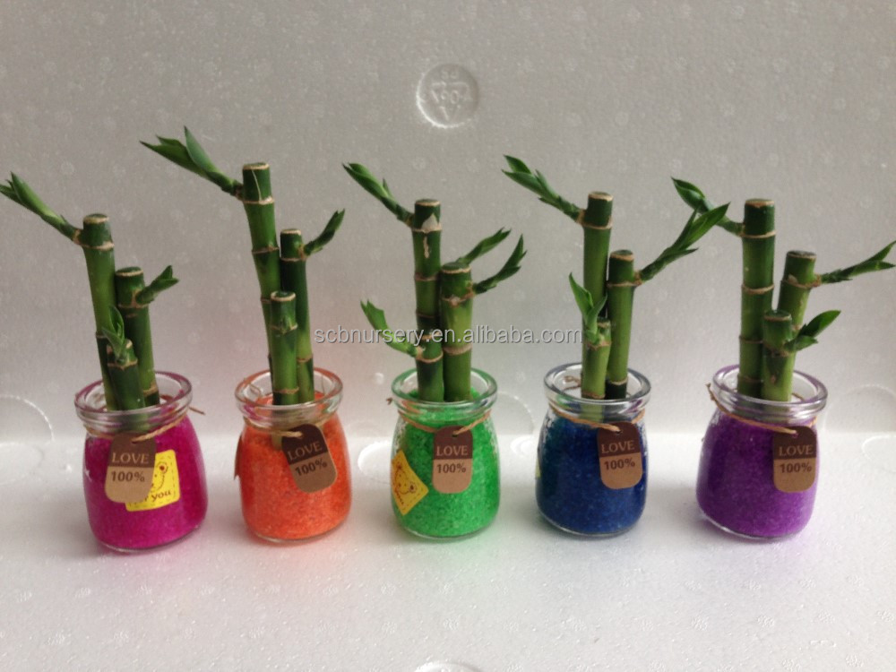 Мини-завод Lucky bamboo Dracaena Sauderiana