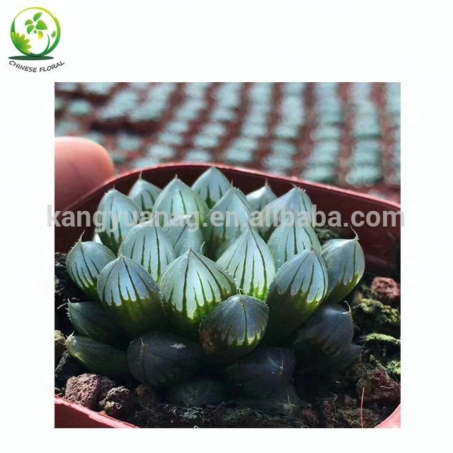Экспорт, высокое качество, дешевая Haworthia Obtusa, черный
