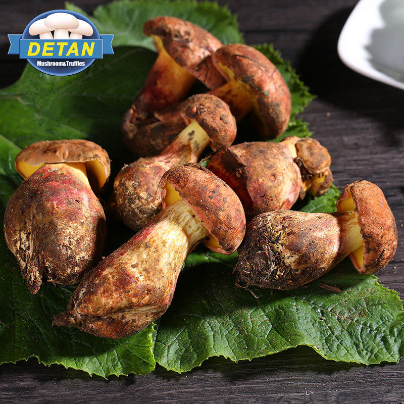 Свежий гриб Detan Wild Boletus