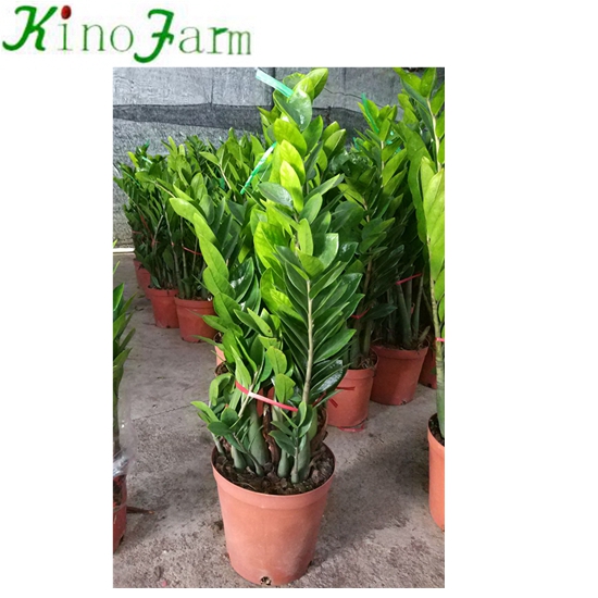 Натуральные растительные Zamioculcas