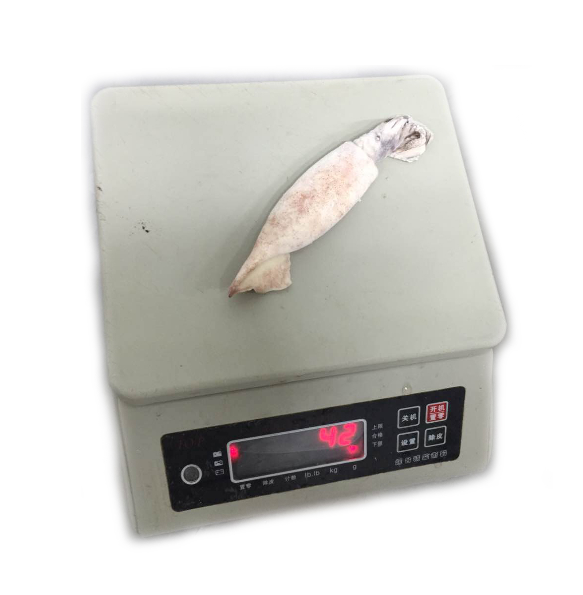 Frozen 20-60 g Todarodes Pacificus squid