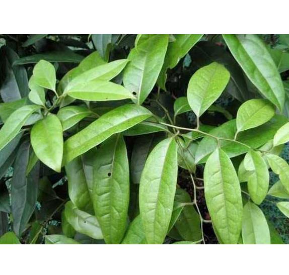 Традиционные запатентованные лекарственные средства ORIENTVINE стволовых Sinomenii caulis Sinomenium acutum для болеутоляющий