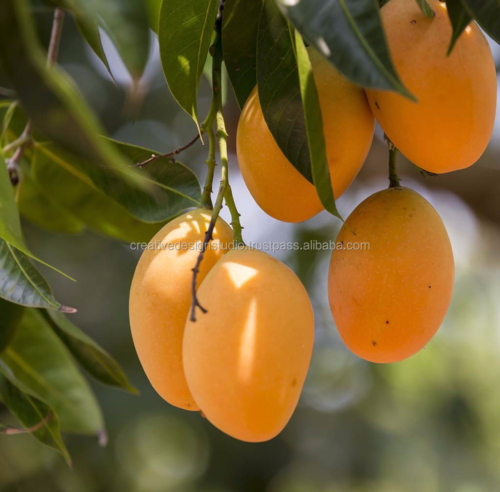 alphonso mango / Fresh Mango Supplier