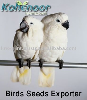 Bird Seeds