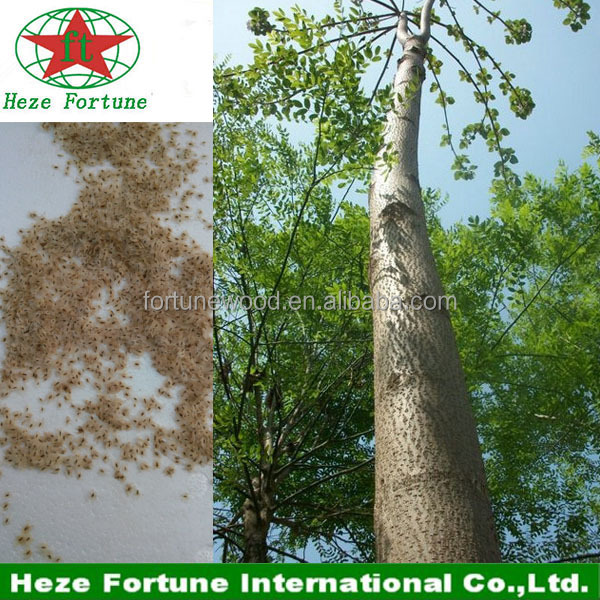 DGM одобренные семена paulownia shan tong для продажи