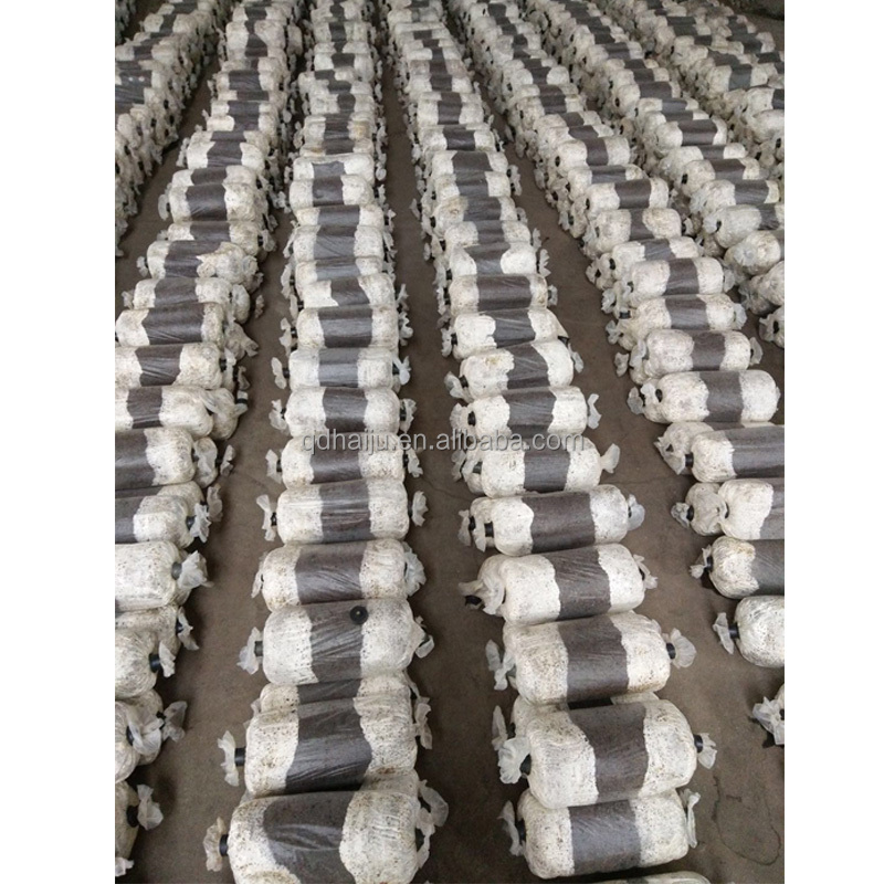 Pleurotus грибная палочка для продажи на мировом рынке