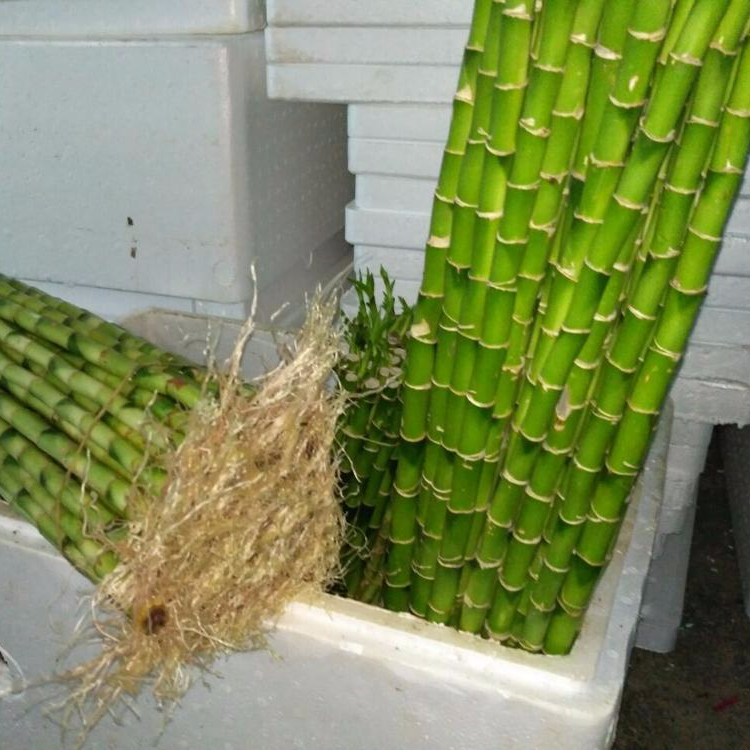 Прямые комнатные хорошие живые растения lucky bamboo
