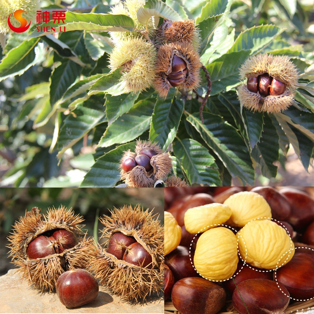 Sweet Chestnuts Organic Nuts Snacks Natural Roasted Organic Cultivation 18 Months From CN;HEB A Grade Dried