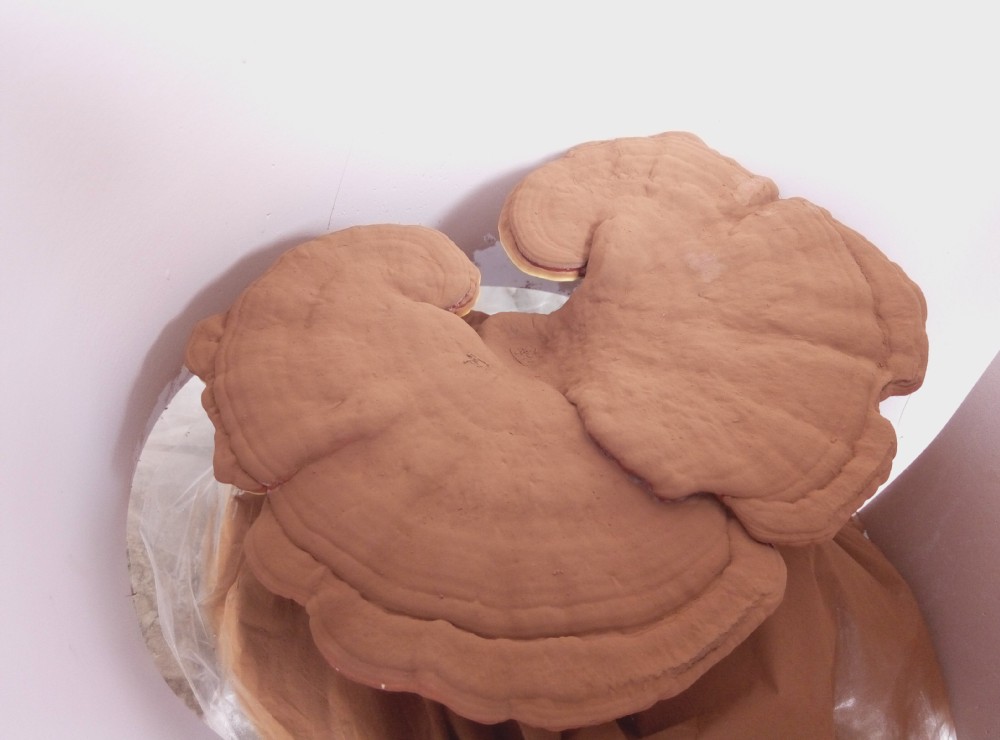 Натуральный органический экстракт Ganoderma Lucidum, порошок грибов развертки