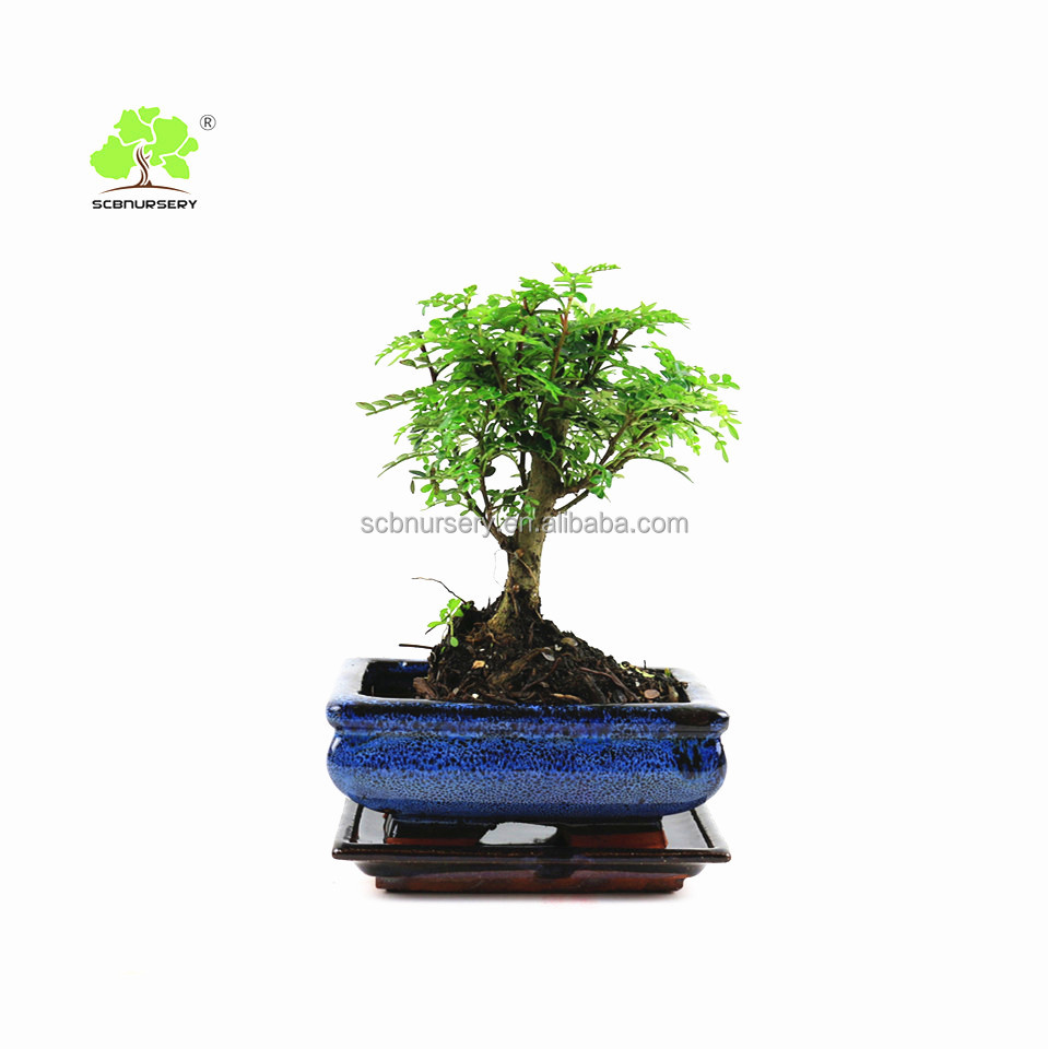 Zanthoxylum 15 см мяч Крытый внутренней бонсай питомник окруж экспортером