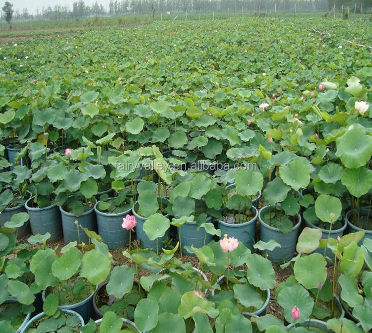 Water Lotus семена цветов водяная Лилия семена цветов для выращивания