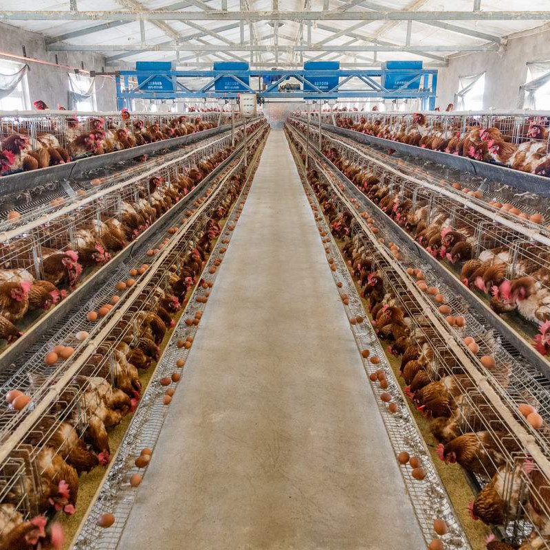 Китай, оптовая продажа, изготовление на заказ, оборудование для птицефермы, курицы