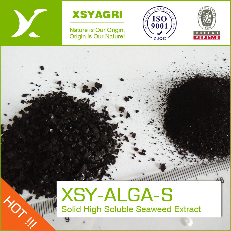 Seaweed extract with high biostimulant effect