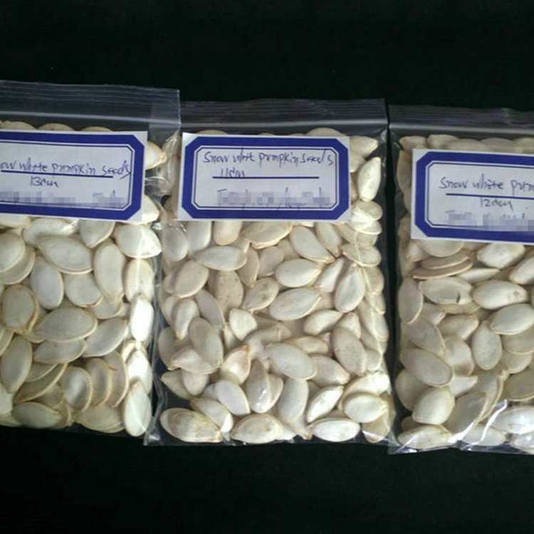 Профессиональный поставщик сельскохозяйственных продуктов, семена тыквы