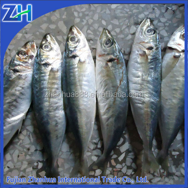 Seafrozen ставрида рыбы scad рыбы