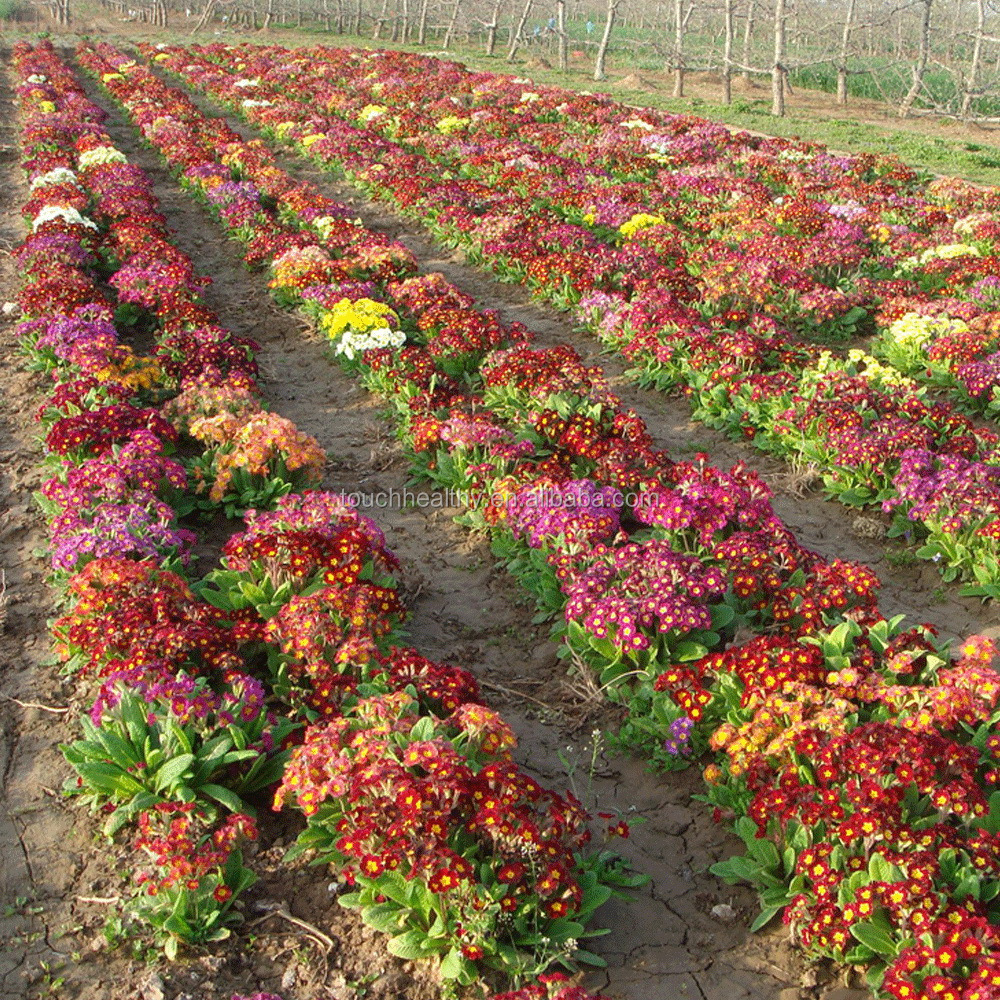 2021 Высокопроизводительные F1 гибридные семена Primula vulgaris 5 г/пакет