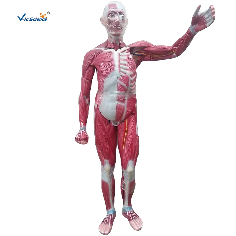 Whole muscles anatomy model human muscles anatomical model medical science education model