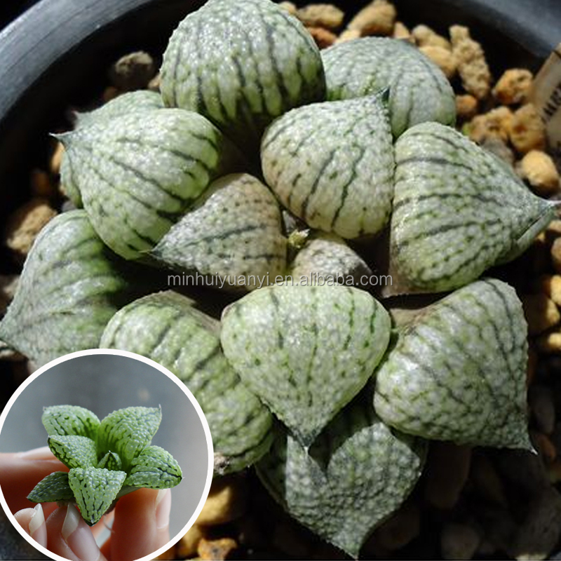 Суккулентные растения Haworthia emelyae var.emelyae