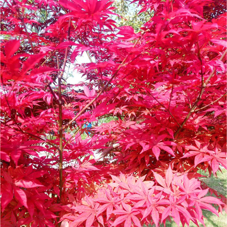 2020 High Germination Acer Palmatum Seeds
