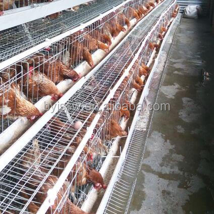Battery cage laying hens/Cage laying hens used for poultry farm