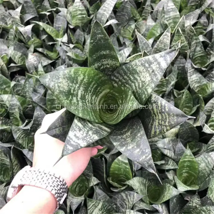 Натуральные растения leafiness haemthus sansevieria, Комнатные растения