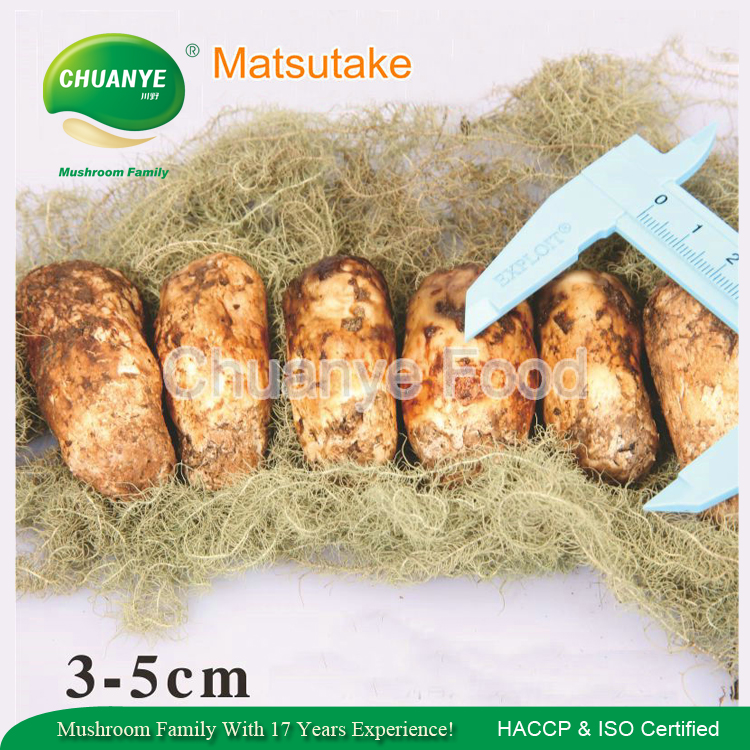 Предпродажа 2017 дикий свежий Tricholoma Matsutake 3-5 см для японского рынка