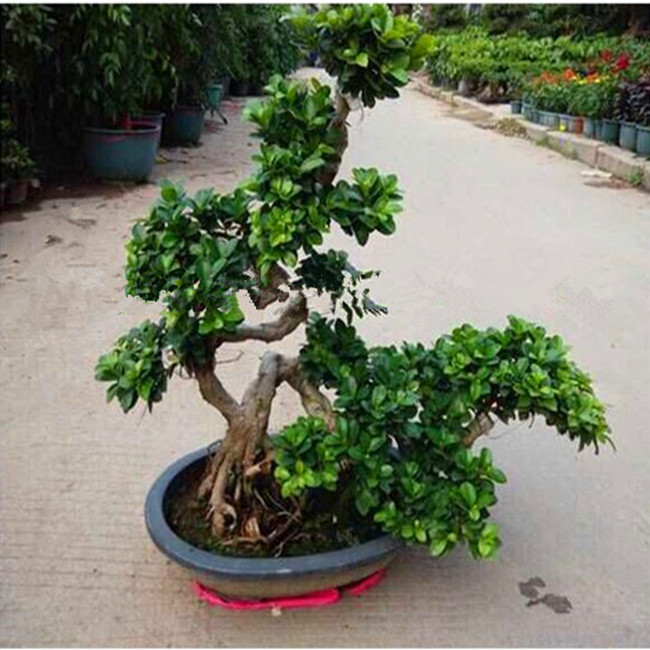 Wholesale live natural big or large ficus microcarpa tree bonsai plant outdoor indoor landscape oramental decoration nursery or