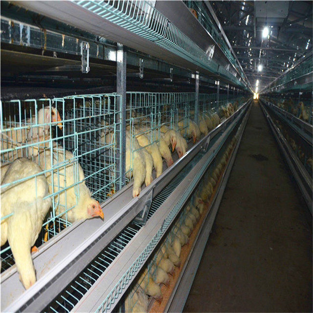 Professional Poultry Farming Commercial Egg Production Equipment