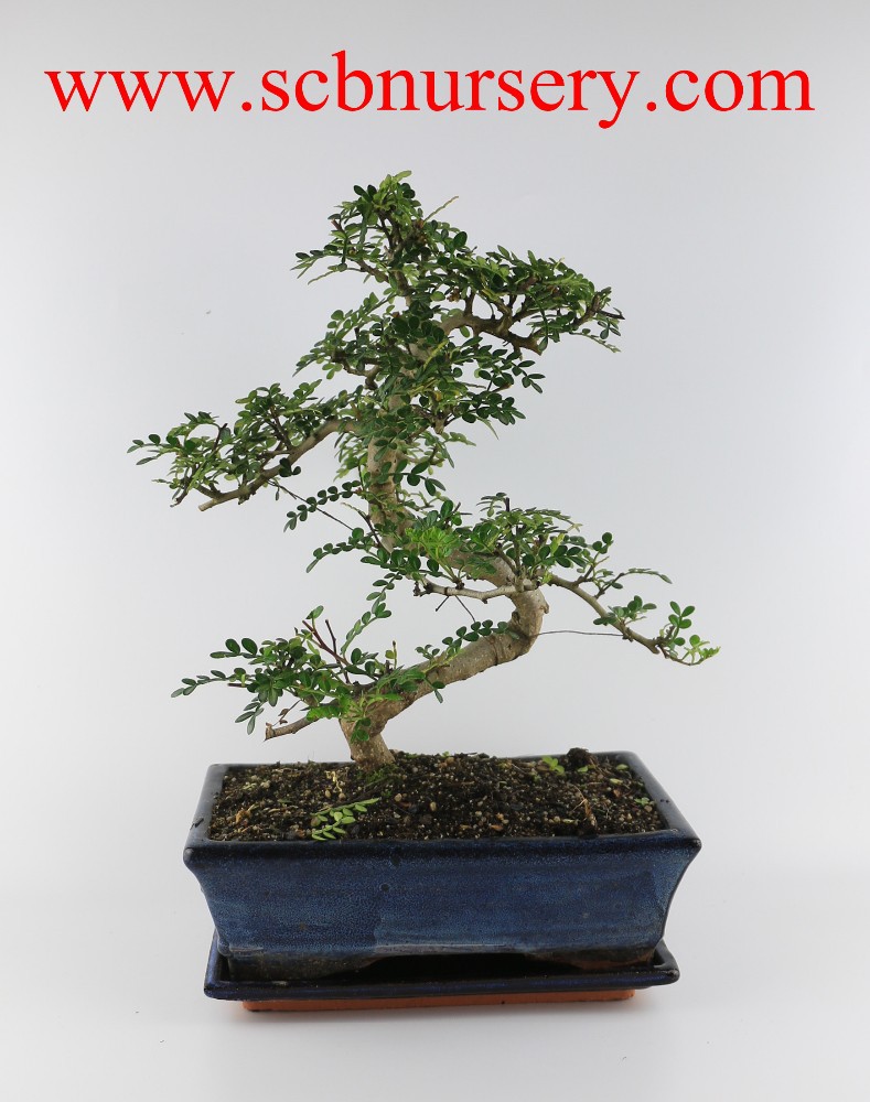Перцевое дерево Zanthoxylum 25 см Art