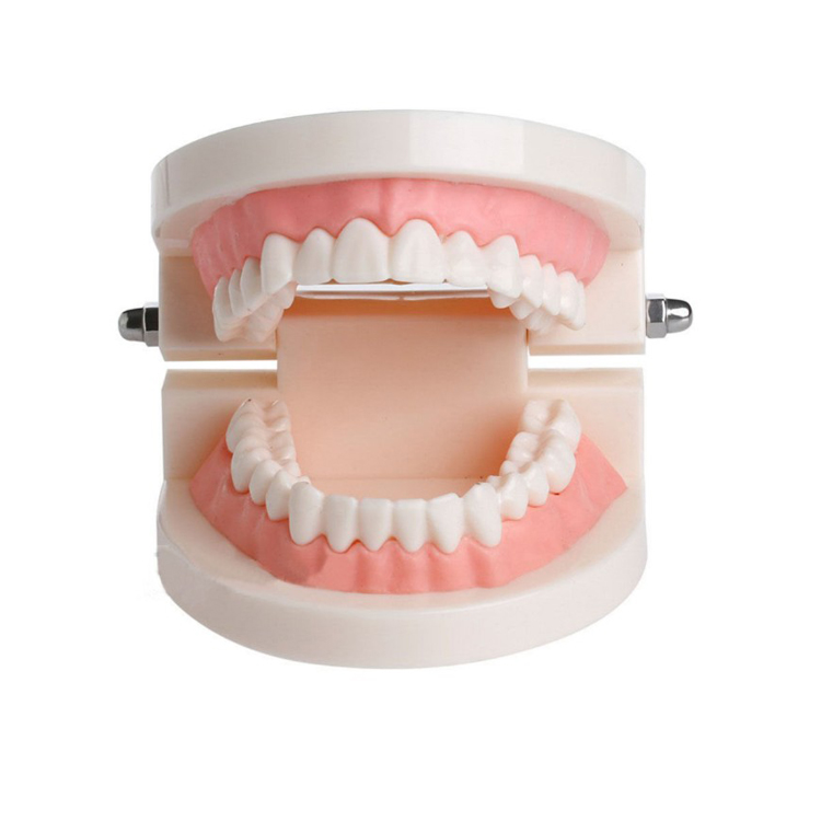 Blues RTS Hip hop White pink Resin Brushing Practice Dental Model For dental study model