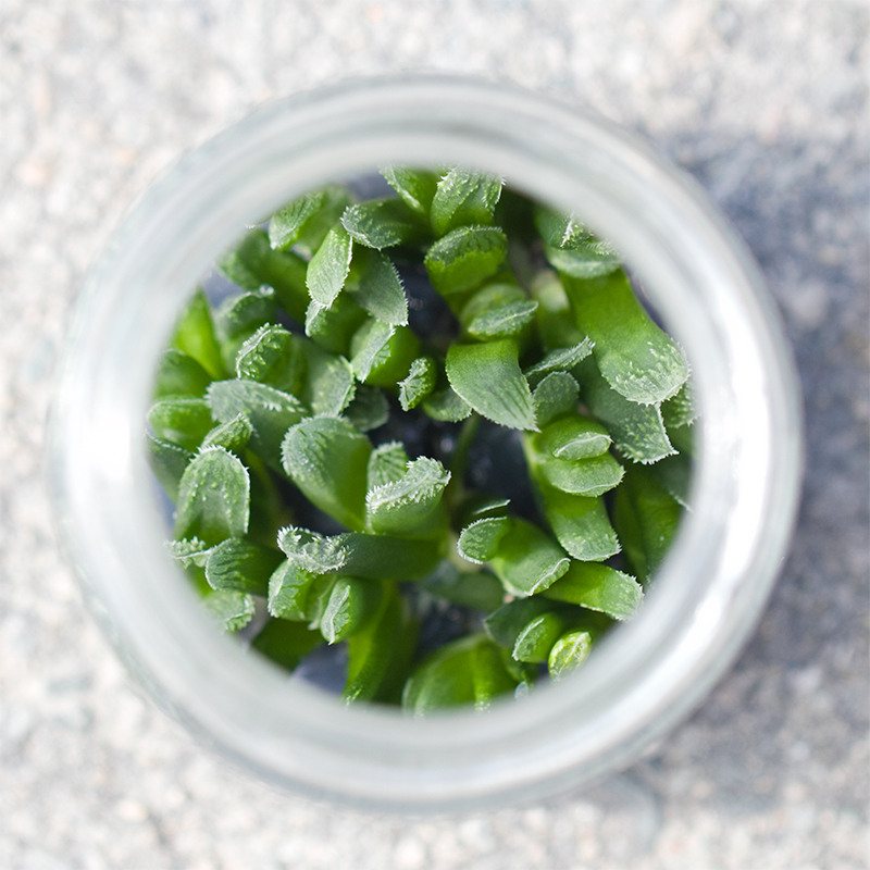 Суккуленты Haworthia